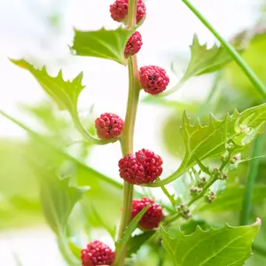Strawberry Spinach Seeds (Blitum capitatum) – Unique Edible Green with Bright Red Berries, Great for Salads and Garnishes – 10+ Seeds