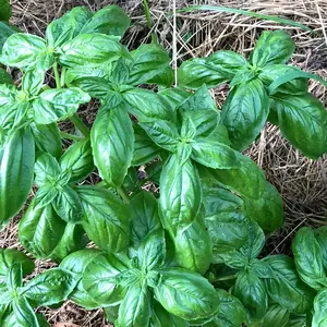 Genovese Basil Seeds (Ocimum basilicum) 500 Seeds (1 grams)