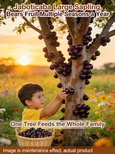 Jaboticaba Seedlings | Brazilian Grape Tree, Non-GMO, Trunk Fruiting, Easy to Grow, Home Garden/Container Suitable, US Adapted