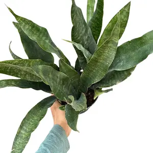 Sansevieria Jaboa 6" pot House Plant - Low Light, Beginner, Unique Leaves, Indoor Home Decoration - Air-Purifying