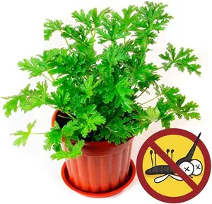 1500 Citronella Plant Seeds for Planting - Non-GMO Mosquito Plant Seeds- Citronella Geranium Seeds Heirloom Garden Perennial Plant Seeds