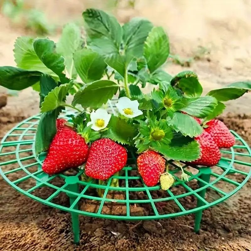 Space-Saving Fruit Growing Frame, Easy Assembly Trellis for Berry Melon Planting