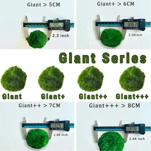 Giant Series: 5cm 6cm 7cmMoss Balls Aquarium Plants Large Live Marimo Moss Ball for Aquarium Giant Series 5-8cm Moss Ball Aqua Plant Pet - Japanese Algae Ball Plants for Beginners Gorgeous Plants Aquarium Plants Carefree Plantsmossplantpetaquariumdesk