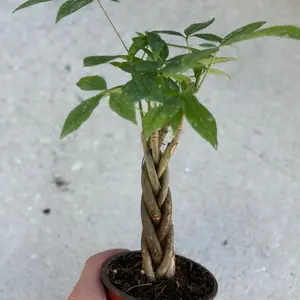 Braided Money Tree 4’’ Houseplant