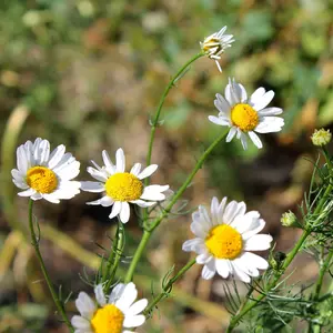 German Camomile & White Daisy Flower Seeds (1000 Count) - Fast-Growing Culinary Herb for Full Sun, Edible with Aromatic & Fresh Flavor for Cooking, Garden Raised Beds