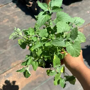 CATNIP HERB PLANT 4 inch