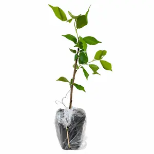 Live Sweet Cherry Tree Seedling - Grow Your Own Fruit Tree, Garden Starter Plant