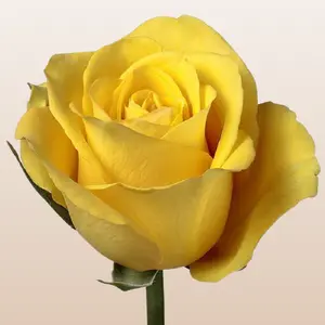 Bikini Roses Fresh Premium Imported from Ecuador Bright Yellow Medium Bloom 6-6.5cm Stem 50cm 48 Petals 12-14 Days Vase Life Mini-Pack 50 Stems Large Pack 100 Stems