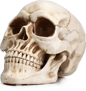 Lifelike Resin Human Skull Model | Chic Home Decor for Bookshelf Desktop | Must-Have for Gothic Fans & Decor Lovers