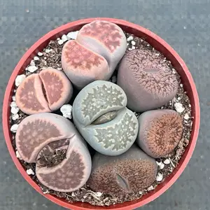 Lithops Living Stone Cluster | Live Plants | 4 inch pot