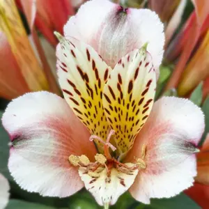 Inca Husky™ Peruvian Lily
