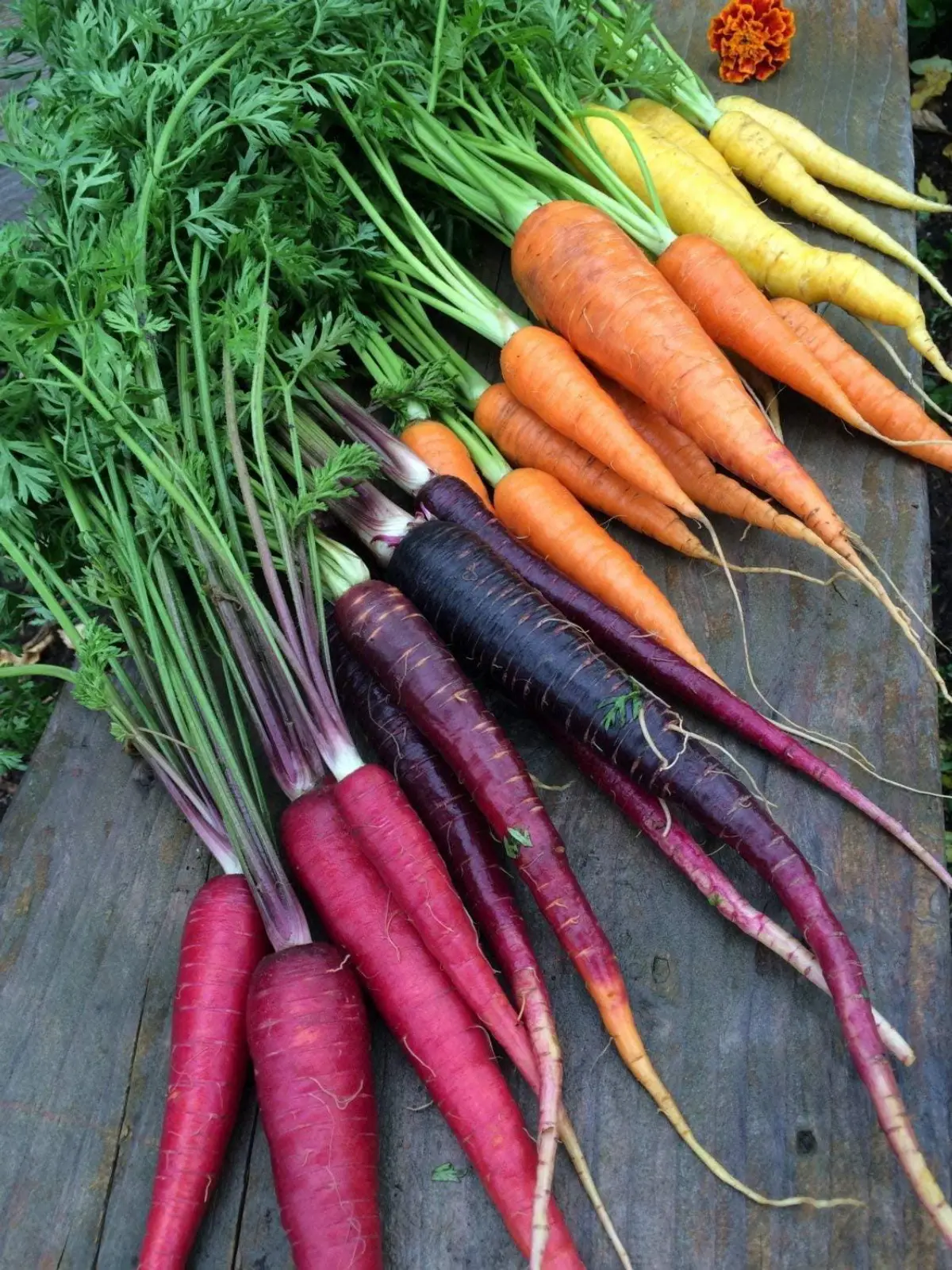 Rainbow Mix Carrot Seeds