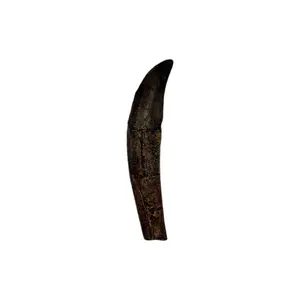 Allosaurus Tooth Replica - Jurassic Theropod Dinosaur