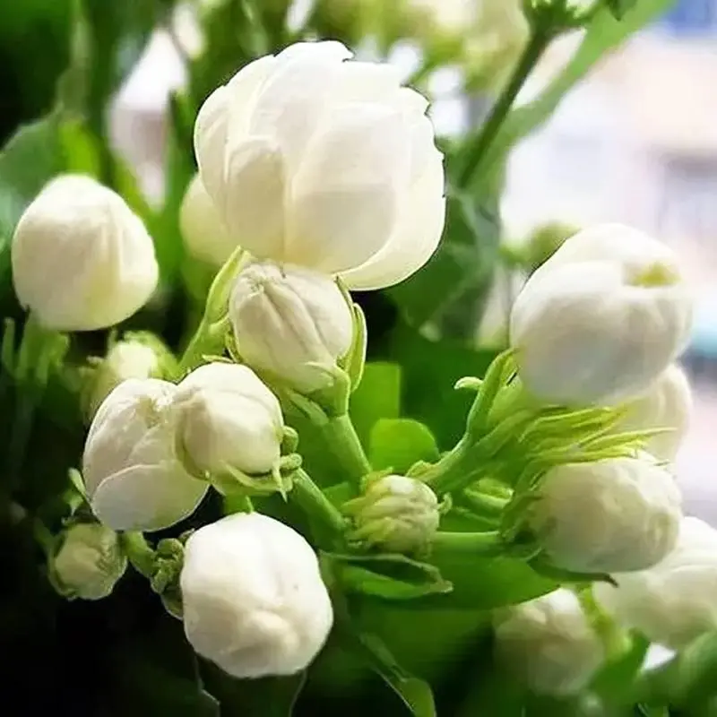 Garden Jasmine 50/150 seeds are flowering vines, an excellent choice for strong garden flavors