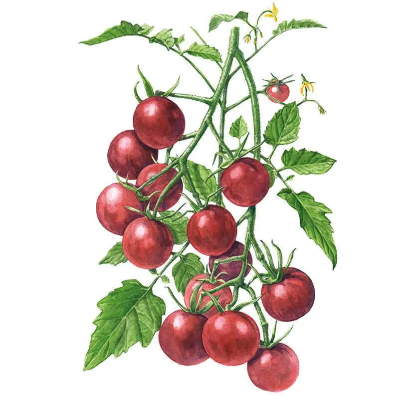 Chocolate Cherry Round Cherry Tomato Vegetable Seeds, Crack-Resist. Prolific Yield for Outdoor Garden Use
