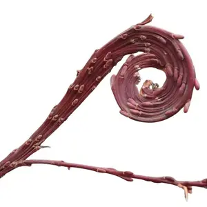 Japanese Fantail Willow Tree Cutting to Grow - Amazing Curling, Fasciated Stems (1 Cutting)