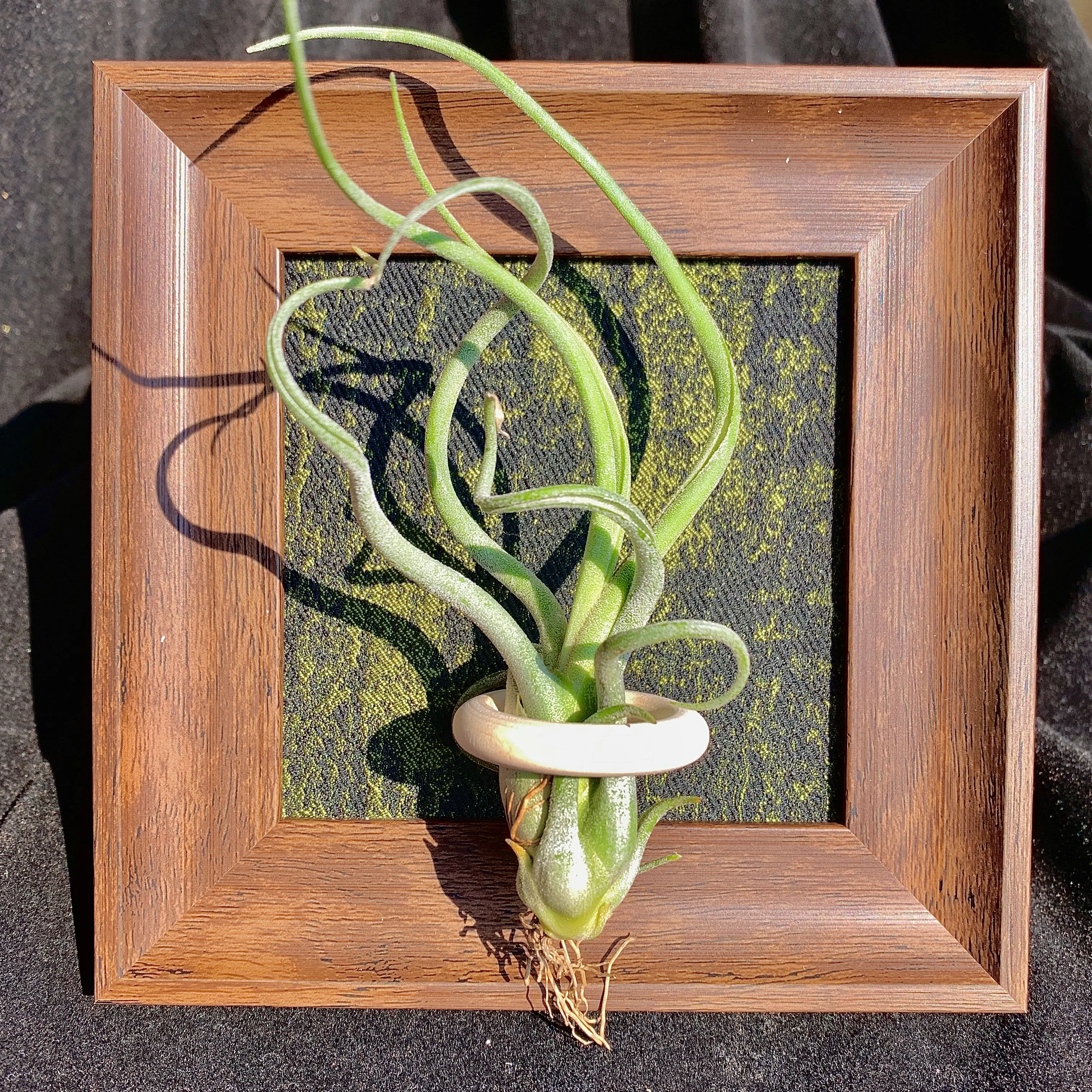 Green Frame – 4" with Single Plant（Medusa）