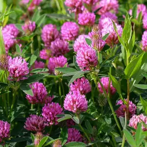 Red Mammoth Clover Seeds (Trifolium pratense) Tall-growing clover for forage, nitrogen-fixing, and pollinators. Excellent for soil health.