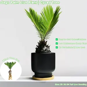 Live Sago Palm Seedling – 25-35cm Cycad Tree | Easy Care Indoor/Outdoor Houseplant | Low Maintenance Bare Root