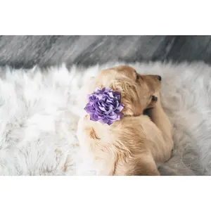 Dog Collar Flower