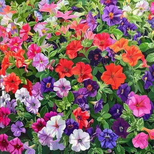 100+ Mix  large bed of petunias geraniums and snapdragons  Flower seed garden planting