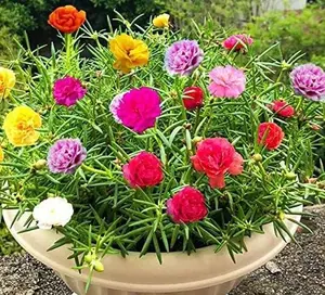 Moss Rose Seeds for Planting - ‘Portulaca Grandiflora’ Flowers for Bonsai Garden Balcony Planting (1,000 Seeds)