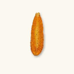 Natural Kielmeyera Pods (12c) by Betta Botanicals for Blackwater Aquariums & Terrariums & Vivariums