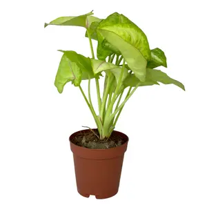 Syngonium Gold Allusion Plant - Compact 2 Inch Size, Perfect for Enhancing Home Decor, Adds a Touch of Elegance to Any Room with Its Lush, Golden Foliage - Ideal for Shelves, Desks, or Small Spaces