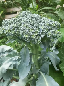 Green Sprouting Calabrese Broccoli Seeds