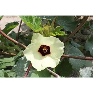 Heirloom Star Of David Okra Seeds, 25 Non-GMO Organic Seeds, Easy Growth, Full Sun Garden Supply for Home Gardening