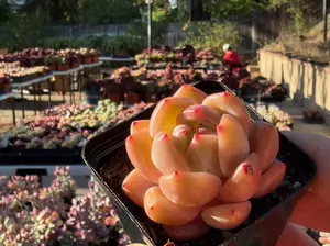 Echeveria 'Champagne' Single Head (around 2'') - Bare Root Succulents - Terra Tales