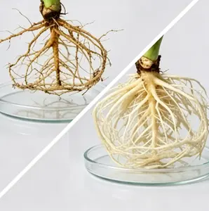 Universal Plant Rooting Powder, Gentle Growth Supplement for Cuttings, Seedlings & Transplanting, Easy-to-Use Formula for Root Development in Flowers, Vegetables, Trees & Home Garden Plants