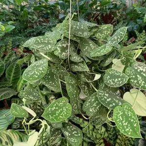 Hanging Pothos Picta (6inch size pot) Decoration Plant