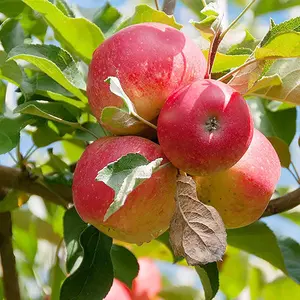 50+ Garden Delight: Premium Pink Lady Fuji Gala Apple Seeds - High Yield, Non-gmo Fruit Seeds for Outdoor Gardening, Attracting Pollinators