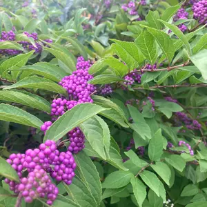 American Beautyberry Seeds (Callicarpa americana) Native shrub with vibrant purple berries that attract birds. Great for natural landscapes, wildlife gardens, and erosion control