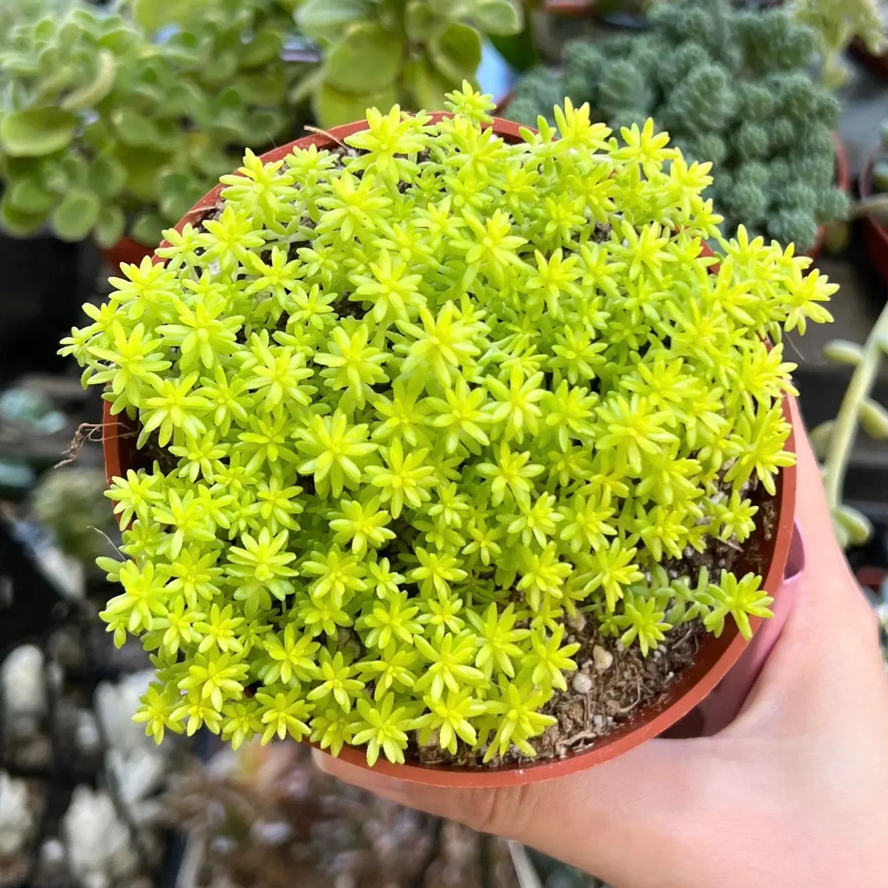 Sedum Tokyo Sun, Yellow Stonecrop, Rare Succulent, Live Plant in 4" 6” pot Sedum Tokyo Sun, Yellow Stonecrop, Rare Succulent, Live Plant in 4" 6” pot
