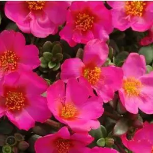 Purslane Seeds 50 Seeds Toucan Fuchsia succulent seeds