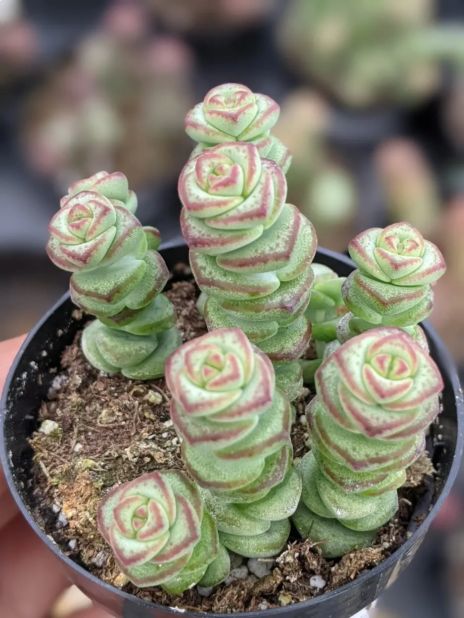 Crassula Baby Necklace Succulent, 2.5" Potted Houseplant