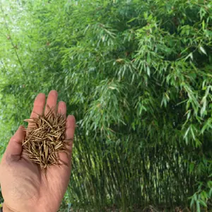 Green River 50 Bissetii Bamboo Seeds - High Quality Sprouting, Fast Growing Seeds Pack, Non-Invasive Evergreen, Ornamental Use, and All Seasons Garden Landscape,Erosion Control