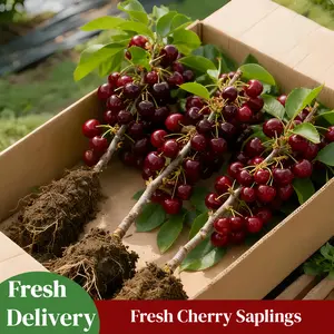 Live Cherry Tree Plant | Sweet Fruit Tree for Home Garden | Cold Hardy & Easy to Grow