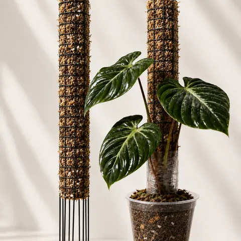 PropStake 14" | Galvanized Steel Starter Moss Pole for Climbing Plants
