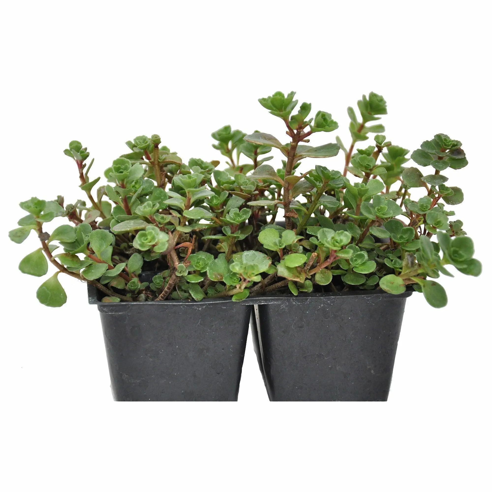Sedum spurium, Dragon's Blood, Dragon's Blood Stonecrop Ground Cover