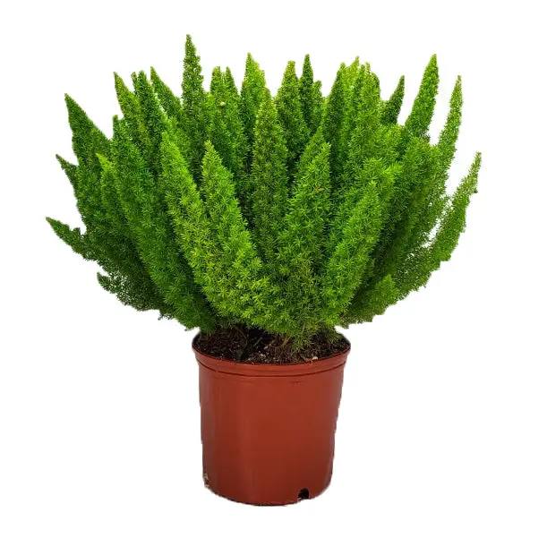 Foxtail Fern (3 Gallon / 10" Planter) | Live Foliage Plant | Tropical Plants of Florida