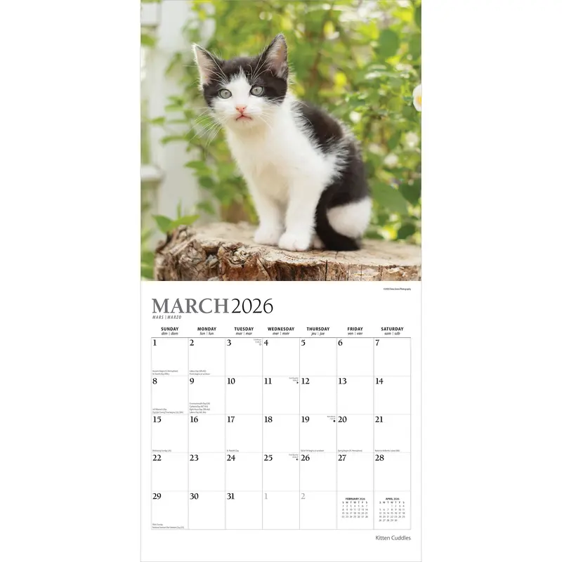 Kitten Cuddles | 2026 12 x 24 Inch (Hanging) Monthly Square Wall Calendar | Foil Stamped Cover | Plato | Animals Cute Cat Feline 2
