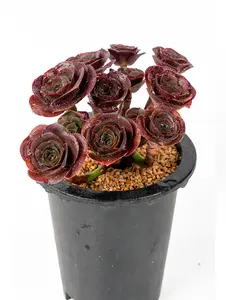 7” Rare Indoor Aeonium 'Glamour Gold' new varieties Succulent live Plants Collection For  gift