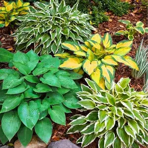 Hosta Seeds for Planting Outdoors- Shade/Cold Tolerant Perennials, Dual Use for Ground Cover & Pots, Low Maintenance Flowers