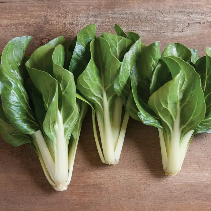 Barese Swiss Chard Organic Seeds (Beta vulgaris) – Compact and fast-growing variety with tender leaves and stems, perfect for fresh greens or container gardening.