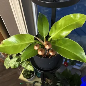 Mushroom Design Garden Stake, Rustic Decor Mushroom-Plants Figurines for Potted Plants, Alloy Garden Decor Sculptures, Flower Theme, Artisan Crafted Ornamental Mushrooms for Planters #TOP PICKS