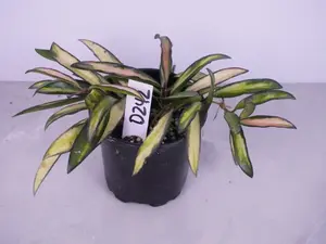 Hoya Wayetii Tricolor 4” | Variegated Hoya | Colorful Wax Plant