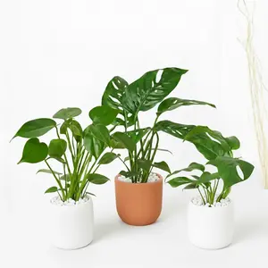 Monstera Bundle